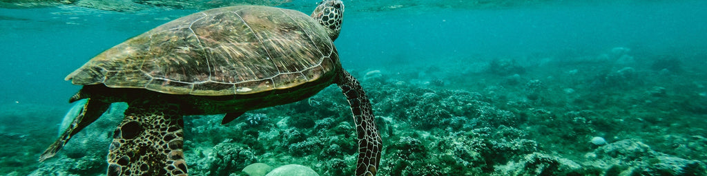 turtle swimming in the sea